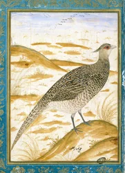 A Himalayan Cheer Pheasant against a Sandy Landscape